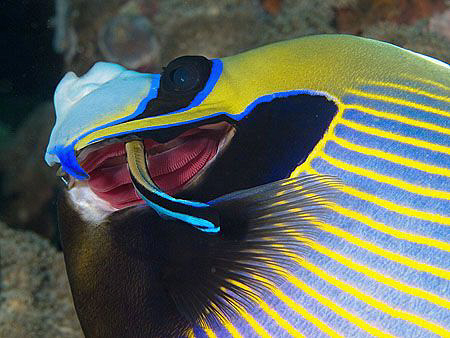 Emperor angelfish and cleaner wrasse by Doug Anderson 