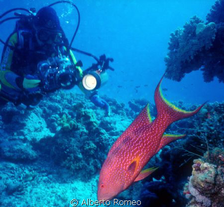 A grouper Variola louti and u/w photographer.
Nikonos 15... by Alberto Romeo 