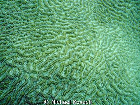 Coral on the Inside Reef at Lauderdale by the Sea by Michael Kovach 