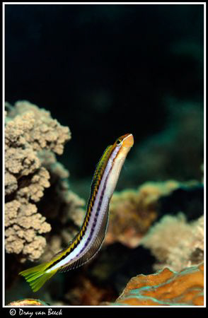 Blenny. by Dray Van Beeck 