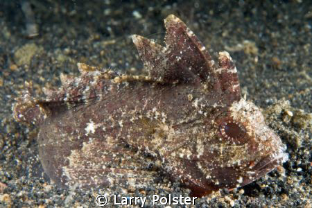 Lembeh muck dive, D300-60mm by Larry Polster 