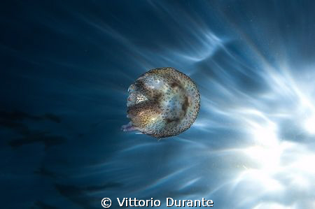 Jellyfish and the sun by Vittorio Durante 