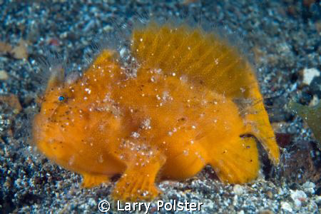 Juvy freckled frogfish, size of thumbnail, D300-60mm by Larry Polster 