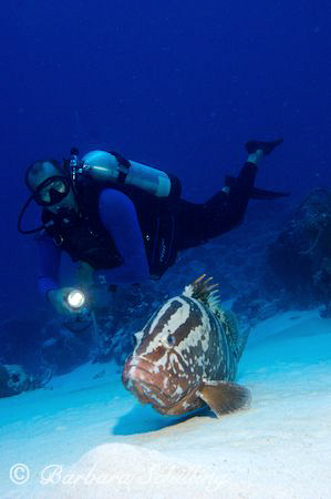 Nassau Grouper with Diver by Barbara Schilling 