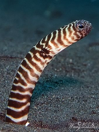 Tiger striped garden eel (Heteroconger polyzona) - Tulamb... by Marco Waagmeester 