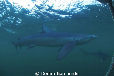 Blue Sharks 25 Miles off Cape Point.Used Nikon D70s and 1... by Dorian Borcherds 