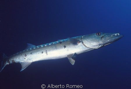 Big loner barracuda  (Sphyraena barracuda)
Nikonos 20mm ... by Alberto Romeo 