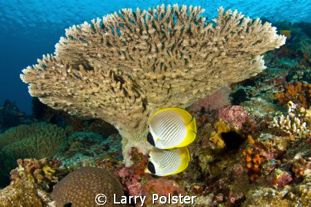 Banda Sea on board Archipelago Adventurer II, D300-Tokina... by Larry Polster 