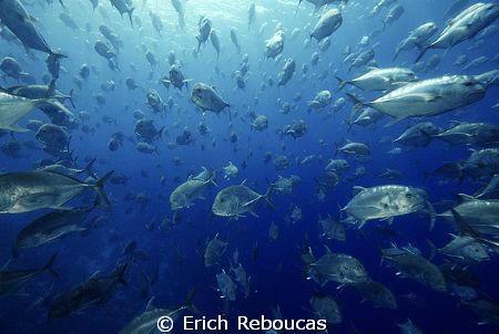 Swimming into the school of Giant Trevally! Shark Reef, R... by Erich Reboucas 