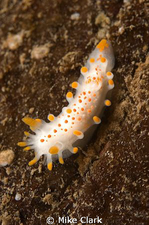 Small nudi, st. abbs Scotland. 60mm lens by Mike Clark 