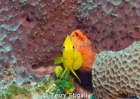 This shot was taken in Cozumel in March 2009.  As I drift... by Terry Stigall 