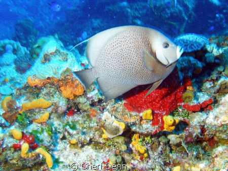 The color is so great - the angel fish is a bonus.  Taken... by Cheri Denn 