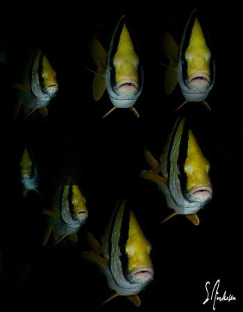 Porkfish at Paso De Cedral - Cozumel  - These fish are ve... by Steven Anderson 