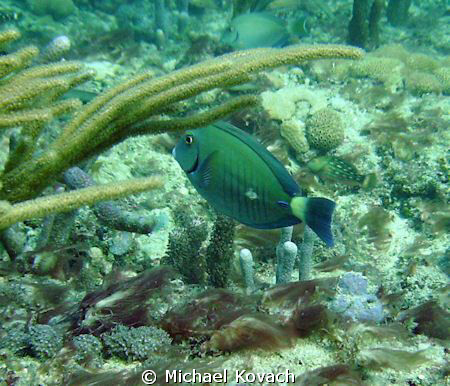 Doctor Fish on the Inside Reef at Lauderdale by the Sea by Michael Kovach 