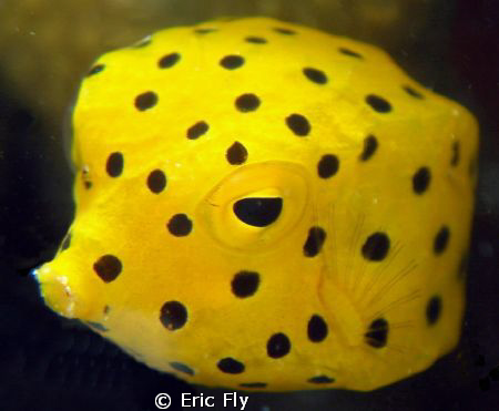Tiny Box Puffer- Piti Channel, Guam by Eric Fly 