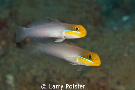Blenny Brothers, D300-60mm by Larry Polster 