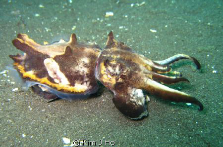Flamboyant cuttlefish. Taken with a Canon Ixus 870is. by Kim J Ho 