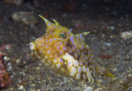 Cow fish
Lembeh strait 2008
Nikon D200 , 60 micro twin ... by Marchione Giacomo 
