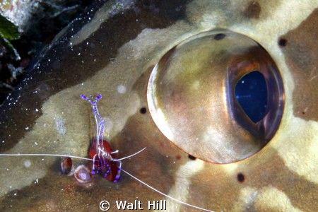 The big and the small of it....a grouper's eye gets an up... by Walt Hill 
