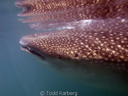 Whale Shark while snorkelling in Mexico by Todd Karberg 