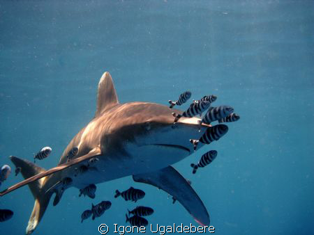 oceanic white tip with pilot fish by Igone Ugaldebere 