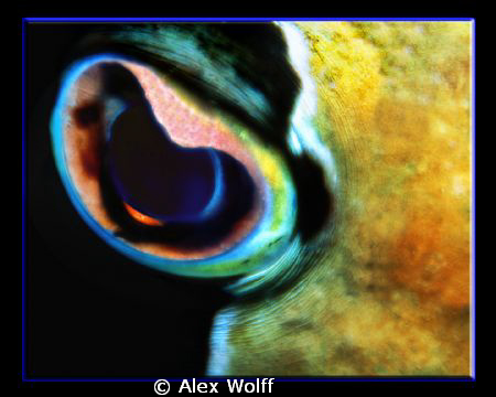 Eye of Poseidon - porcupine fish after dark by Alex Wolff 