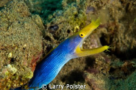 Blue Ribbon Eel. Ambon Bay, Indonesia. D300-60mm by Larry Polster 