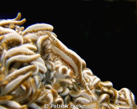 Taken at Lembeh Straits.  Well hidden! by Patrick Burke 