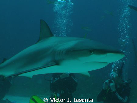 close look to a reef shark during a  shark feeding at stu... by Victor J. Lasanta 
