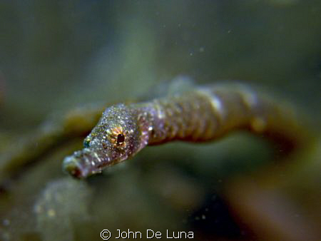 Bend Stick Pipefish - taken at Secret Bay in Anilao, Bata... by John De Luna 