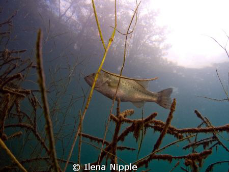 In our local quarry turned dive lake, I spotted this big ... by Ilena Nipple 