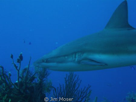 Caribbean Reef Shark off the coast of Belize at Silver Ca... by Jim Moser 
