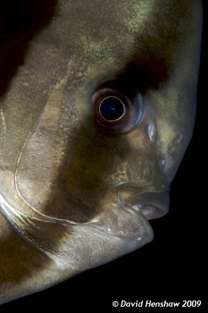 Portrait study of a Shaded Batfish. Taken with D200 and 1... by David Henshaw 
