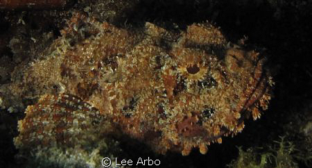 beautiful scorpionfish by Lee Arbo 