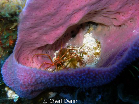 Sponges always hold such amazing critter treasures.  Take... by Cheri Denn 