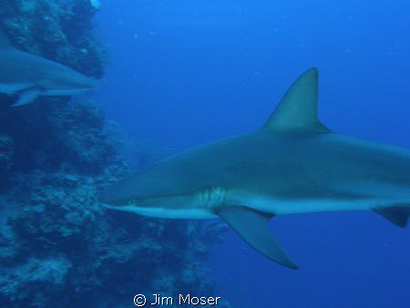 Caribbean Reef Sharks, off the coast of Belize at Silver ... by Jim Moser 