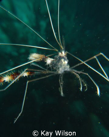 Not really swimming - Banded coral shrimp 'husk' by Kay Wilson 