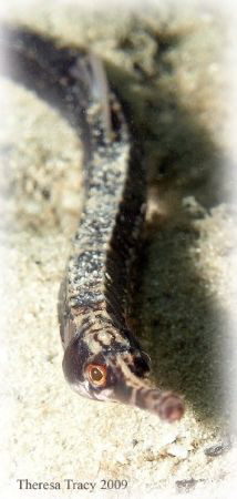 Little pipefish up by the beach. by Theresa Tracy 
