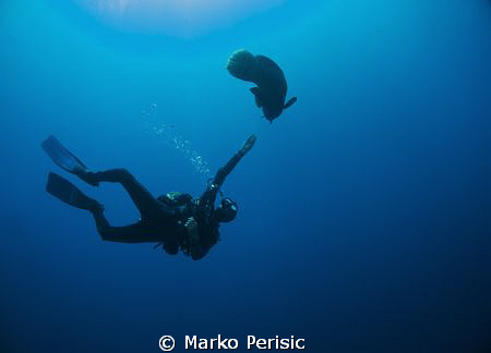 Diver and Napoleon Wrasse Little Brother Island. by Marko Perisic 