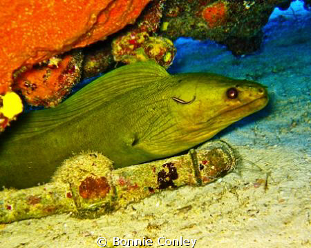 Green Moray Eel seen in Grand Bahamas May 2009.  Photo ta... by Bonnie Conley 