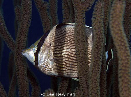 "Dressed Appropriately" Banded Butterflyfish, Calabas Ree... by Lee Newman 