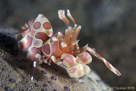 "One Armed Bandit" Harlequin Shrimp Full Frame. Nikon D20... by Debi Henshaw 