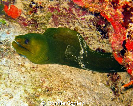 Green Moray Eel seen May 2009 in Grand Bahamas.  Photo ta... by Bonnie Conley 