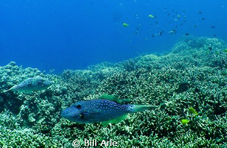 Reef scene.  Big Island, Hawaii.  Olympus SP350 and Inon ... by Bill Arle 