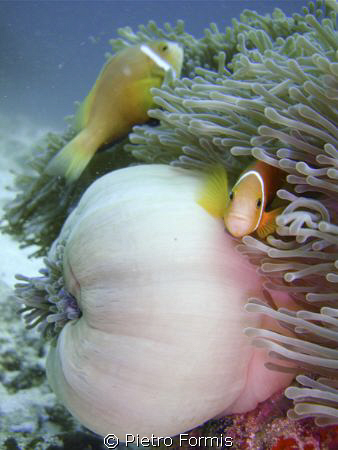 Anemone fishes at Male south atholl maldives - shot with ... by Pietro Formis 
