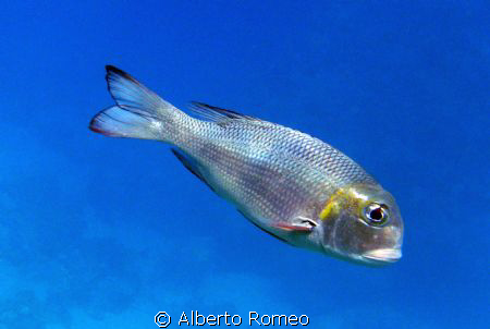 Big Eyes ( Monotaxis grandoculi) Apnea skin diving in Sha... by Alberto Romeo 