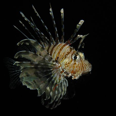 Lionfish taken on a night dive. Canon G9 and Ikelite DS51... by James Dawson 