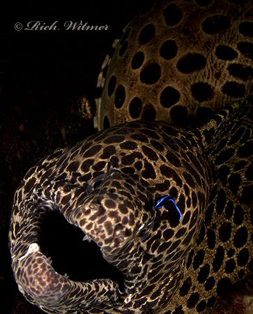 Fancy Eyebrow :)   Large moray being attended by a cleane... by Richard Witmer 