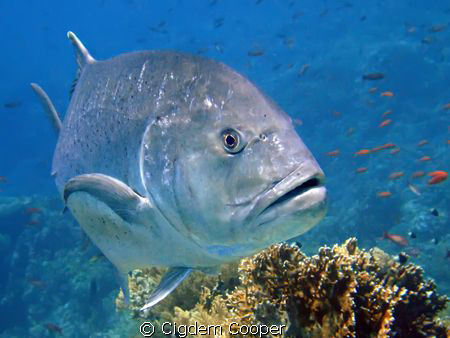 Giant trevally. 
(Fuji f50 and Epoque ES-150DS strobe) by Cigdem Cooper 