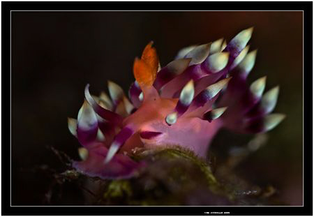 Much desired flabellina taken in Alor indonesia   Fuji S5... by Yves Antoniazzo 